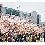 ���V���̖�