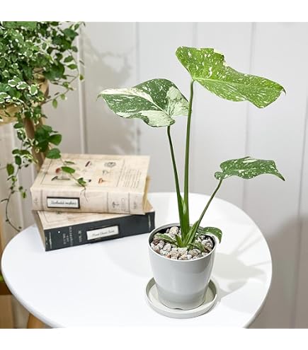 Amazon｜whenua モンステラ タイコンステレーション 斑入り 観葉植物