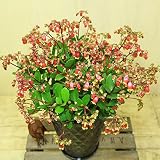 鉢花　観葉植物：カランコエ ウェンディー*ブラック陶器鉢　受け皿付