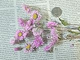 ドライフラワー　ローダンセ　ピンク　茎付き