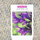 ハーブ 苗 【フルーツセージ メドーセージ】 3号ポット×5株セット