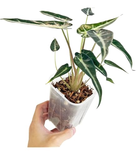 Amazon.co.jp: 観葉植物 希 アロカシア・スティングレイ ② MWNSQ