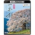 日本の一本桜 【4K・HDR】【4K Ultra HDブルーレイ】 [Ultra HD Blu-ray]