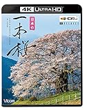 日本の一本桜 【4K・HDR】【4K Ultra HDブルーレイ】 [Ultra HD Blu-ray]