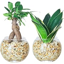 Amazon｜東京寿園 観葉植物 2点セット ハイドロカルチャー 本物 ミニ