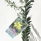 ミモザ ブルーブッシュ 3年生苗