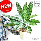 LAND PLANTS アグラオネマ・コンムタツム 4号サイズ 白色丸形プラ鉢セット