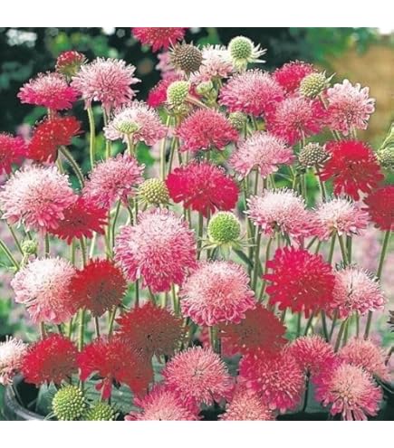 実さえ花さえ 実さえ花さえ』（朝井 まかて）｜講談社