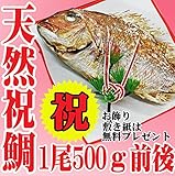 祝い 鯛 お食い初め　節句 山形県産 天然 真鯛 1尾500g前後 冷蔵　祝い飾りつき