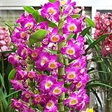 蘭の花 デンドロビューム陶器鉢植え 「ピンク」 アカツキ 退職や昇進などのお祝いや誕生日プレゼント オープンや開業祝いに