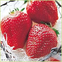 農家直送 とちおとめ 大粒いちご苗 20株セット とちおとめを家庭菜園で