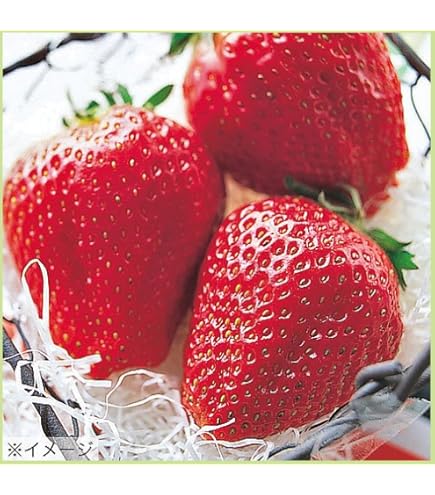 いちご苗　紅ほっぺ　３寸60個セット　専用出品！ Amazon.co.jp: 苺の苗 紅ほっぺの苗 3苗 イチゴ苗 9cmポット苗