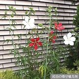 モミジアオイ：プレミアム紅白セット3.5号ポット[鮮やかな花を咲かせます] ノーブランド品