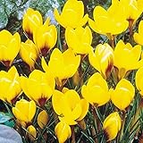 国華園 秋植え球根 寒咲クロッカス ドロシー 60球【※発送が国華園からの場合のみ正規品です】