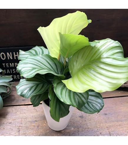 Amazon｜観葉植物 カラテア オルビフォリア 6号鉢 観葉植物 室内