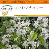 SAFLAX - Garden in the Bag - マハレブチェリー - 30 個の種。- 取扱いが簡単なスタンドアップバッグに栽培用土壌が入っています - Prunus mahaleb