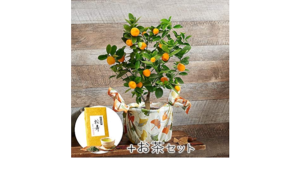 Amazon 日比谷花壇 敬老の日 鉢植え キンカン 福寿金柑 お茶付き 観葉植物 オンライン通販