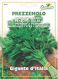 野菜の種 イタリアンパセリー・ジャイアント