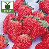 イチゴ：にょほう（女峰）3号ポット 12株セット ノーブランド品