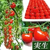 国華園　実生野菜苗　ミニトマト　F1CFプチぷよ　2株【※発送が国華園からの場合のみ正規品です】