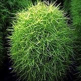 【メール便配送】　国華園　花たね コキア 1袋(100粒)【※発送が国華園からの場合のみ正規品です】