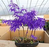 30pcs / purple Japanese maple seeds, rare indoor bonsai tree seeds. Home & Garden purple Japanese ma