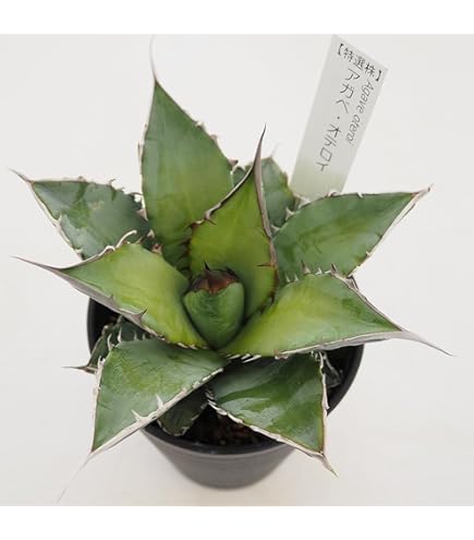 美株❗️アガベ　チタノタ　白鯨　鉢ごと Amazon｜アガベ・チタノタ ”白鯨” 3.5号鉢｜観葉植物 オンライン通販