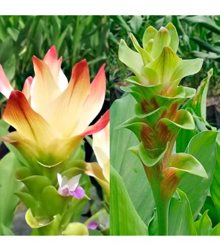 Amazon | クルクマ 球根 ロータスホワイト 3球 白い花 夏の花 夏に咲く