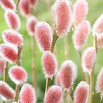 ネコヤナギ様 Amazon.co.jp: ピンクのネコヤナギ 6号鉢【品種で選べる花木苗/1