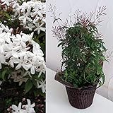 ハゴロモジャスミン（羽衣ジャスミン）4号アンドン仕立てカゴバッグ入り