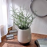 観葉植物「ミルクブッシュ」 インテリアグリーン 日比谷花壇