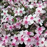 【ノーブランド品】芝桜（シバザクラ） ：コーラルアイ3～3.5号ポット24株セット