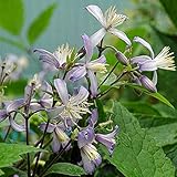 クレマチス：プラエコックス4.5号ポット(ヘラクレイフォリア系)[2年生苗][ガーデン向き] ノーブランド品