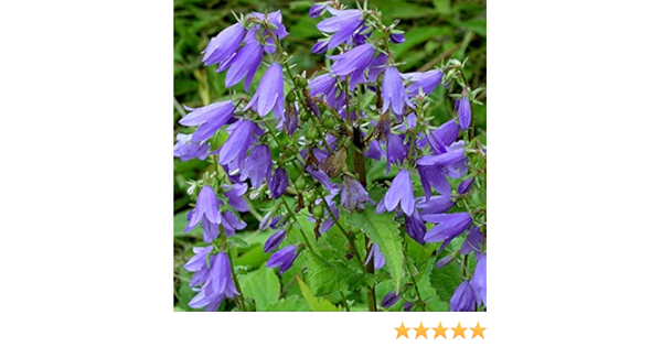 Amazon 宿根草 カンパニュラ ラプンクロイデス 2株セット イングリッシュガーデン 花