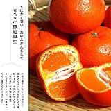 みかん 苗木 【 小原紅早生 】 温州みかん（ おばらべにわせ / さぬき紅 / 金時紅 ） 1年生 接ぎ木 ポット苗 果樹 果樹苗木 柑橘