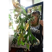 Amazon.co.jp: P.Foongsiqi④ @bikamori.com フーンシキ