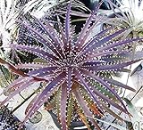 181. Dyckia Dragon's Tooth。（ディッキア種子 10粒+α) [並行輸入品]