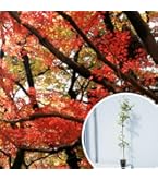 Amazon.co.jp: 苗/苗木 イロハモミジ 樹高0.8m前後 10.5cmポット