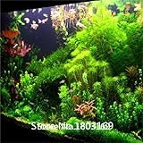 2016 500ピース水族館草の種子（ミックス）水水生草の種子（15種類）ホーム水耕栽培植物の種子は、色を混ぜます