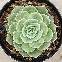 onslow 大 (韓国苗) 61cu5DoBwSL._AC_UL210_SR210,