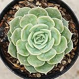 オンスロー 7.5cmポット エケベリア Echeveria Onslow 福岡県産 多肉植物 多肉 観葉植物 インテリアグリーン 寄せ植えに