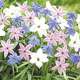 国華園 秋植え球根 ハナニラ（イフェイオン）3色ミックス（花色見計らい） 120球【※発送が国華園からの場合のみ正規品です】