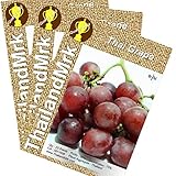 ブドウ Thai Grape Vitis vinifera VITACEAE 3 Bulk ThailandMrk