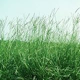 【種 4kg】 バヒアグラス 果樹草生栽培用 フルーツグラス [播種期：5～7月] 雪印種苗 米S代不