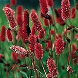 【メール便配送】　国華園　花たね 切花向き ワレモコウ メンジェシー 1袋(30粒)【※発送が国華園からの場合のみ正規品です】