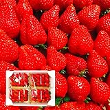 いちご 秀品 とちおとめ スカイベリー やよいひめ 品種任せ ギフト 約1kg 栃木 大粒2L 約270g×4パック お年賀 御年賀 バレンタイン 高級 イチゴ 贈答 苺 プレミアム 栃木県 お取り寄せ グルメ バースデー プレゼント 誕生日 内祝い