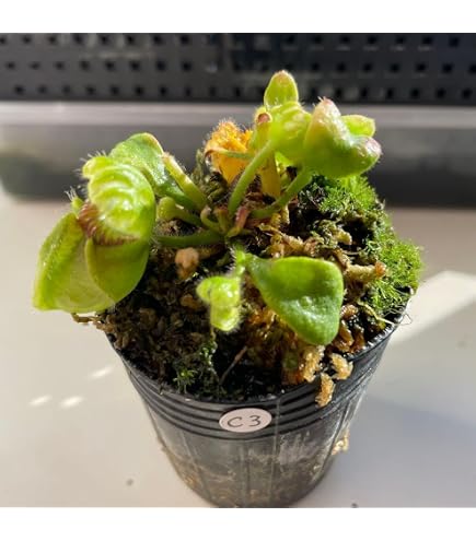 Amazon.co.jp: Cephalotus follicularis Eden Black Cedric