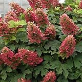 カシワバ（柏葉）アジサイ：ルビースリッパーズ3.5号ポット[花色が変化する矮性品種] ノーブランド品