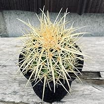 サボテン　エキノカクタ　金鯱錦　実根苗 楽天市場】サボテン：エキノカクタス 金鯱錦*幅12cm 現品！一品
