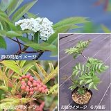 樹木:ミヤマナナカマド(深山七竈)15cmポット大株苗【紫桜館山の花屋】